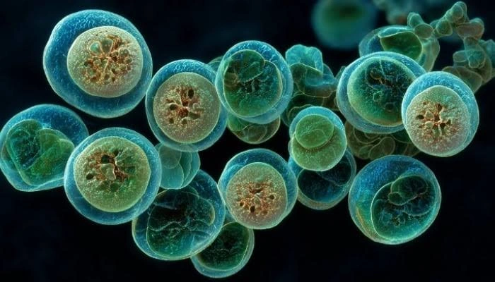 US Cyclospora Outbreak Expands to 20 States