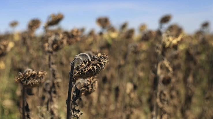 France farmer aid announced after record heatwaves and drought